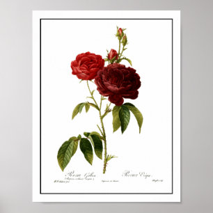 Deep red vintage roses painting poster