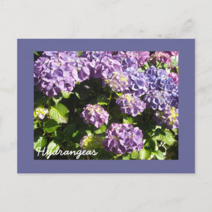 Deep Violet  Hydrangeas Postcard