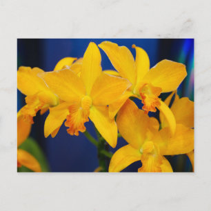 Deep Yellow Orchids Postcard