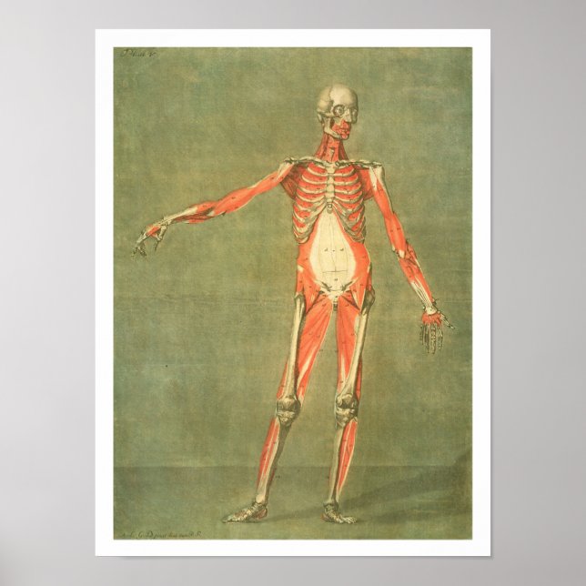 Deeper Muscular System of the Front of the Body, p Poster (Front)