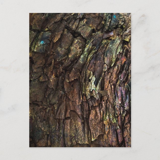 Deeply Cracked Tree Bark with Colourful Highlights Postcard (Front)