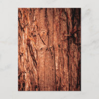 Deeply Textured Reddish Brown Tree Bark Close Up