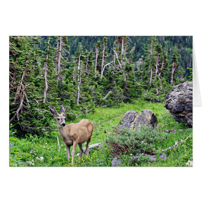 Deer (Front Horizontal)