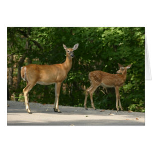 Deer