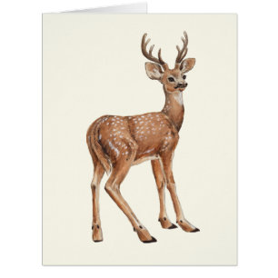 Deer