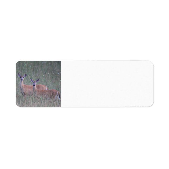 Deer (Front)