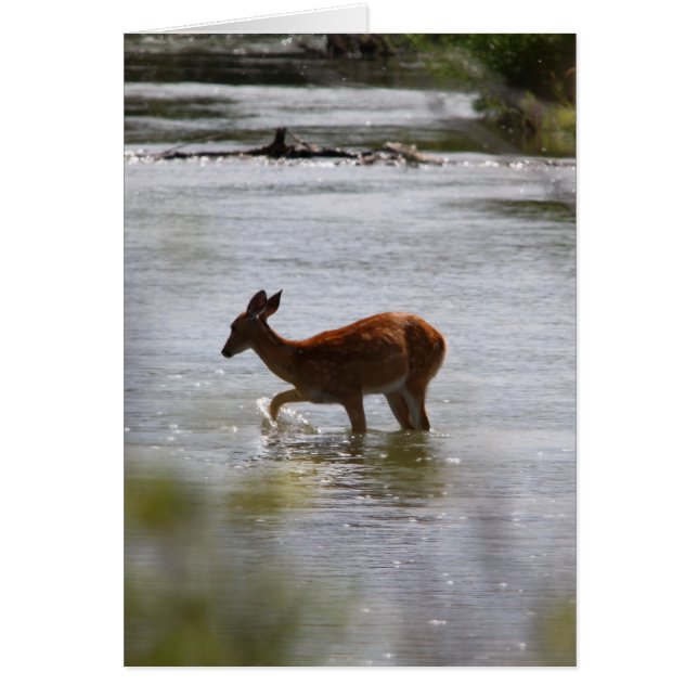 Deer (Front)