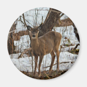 Deer_0373 Magnet