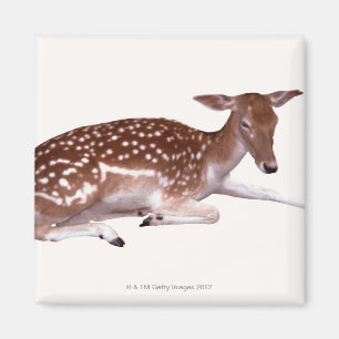 deer 2 magnet