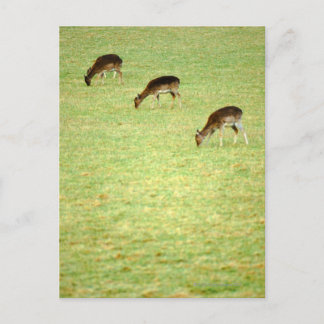 deer 2 postcard