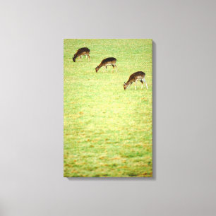 deer 3 canvas print