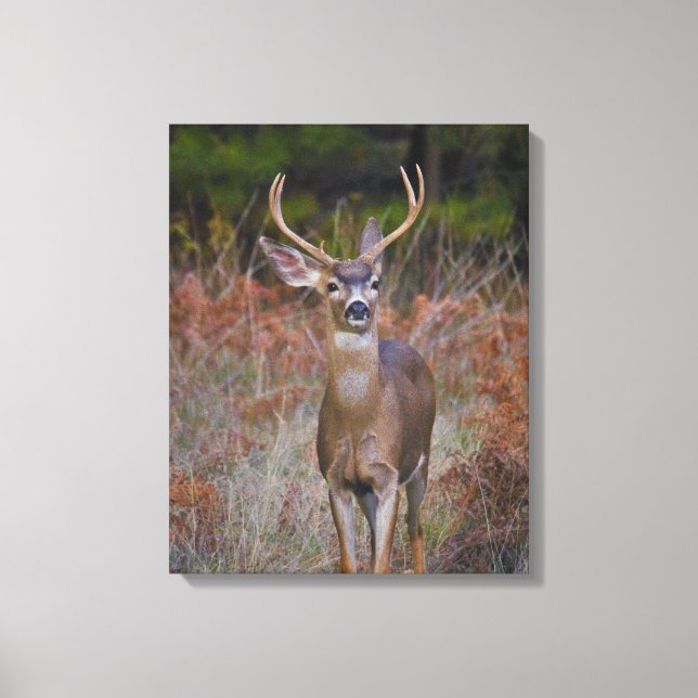 Deer 3- You Bucking at ME! Canvas Print (Front)