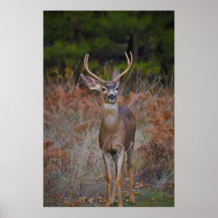 Deer 3- You Bucking at ME! Poster