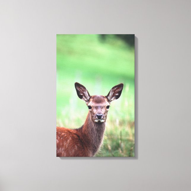 deer 4 canvas print (Front)