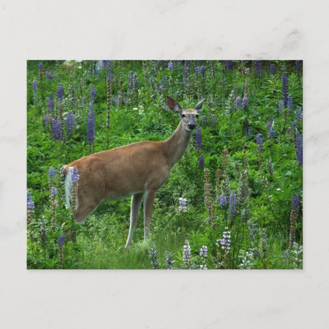 Deer Among the Lupines Postcard (Front)