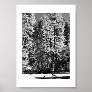 Deer and Fawn in Yosemite Glade Poster Black White