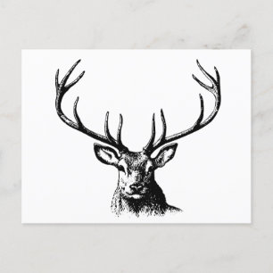 Deer Animal Antlers Nature Wildlife Horns Head Postcard