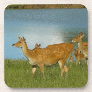 Deer Animal Nature Peace Love Destiny Fun Art Coaster