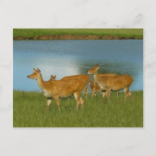 Deer Animal Nature Peace Love Destiny Fun Art Postcard
