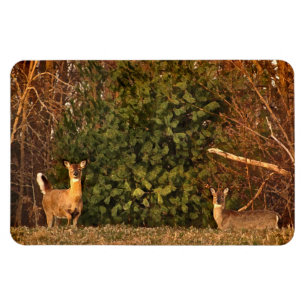 Deer at Sunrise Magnet