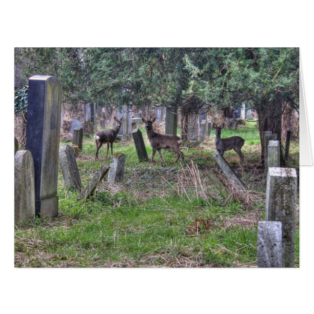 Deer At Zentralfriedhof (Front Horizontal)