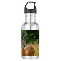 Deer Buck