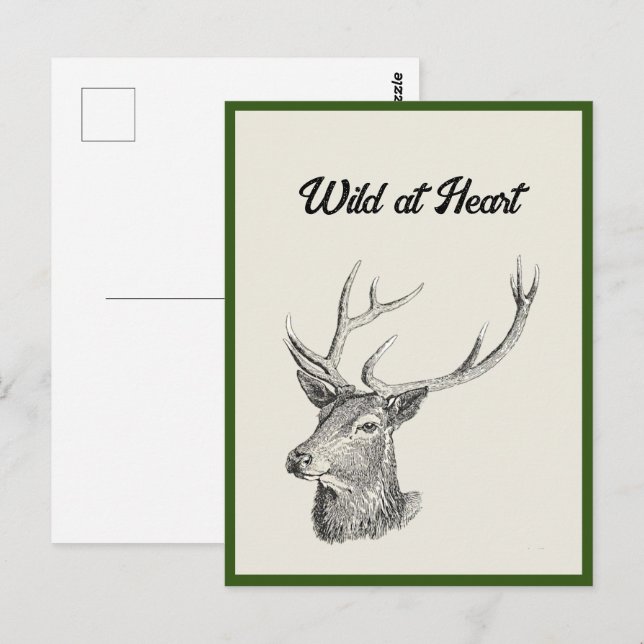 Deer Buck Head with Antlers Black and White Art Postcard (Front/Back)