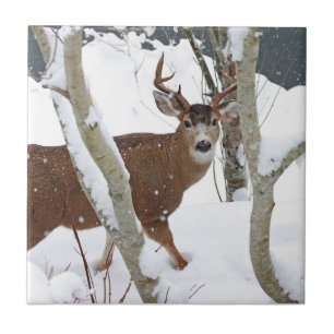 Deer Buck in Snow in Winter Tile