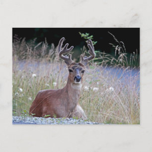Deer Buck Lying Down Postcard