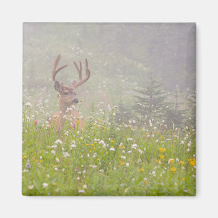 Deer Buck   Mount Rainier National Park Magnet