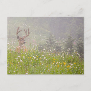 Deer Buck   Mount Rainier National Park Postcard