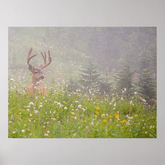 Deer Buck | Mount Rainier National Park Poster (Front)