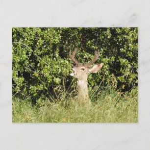 Deer, buck, wildlife, postcard