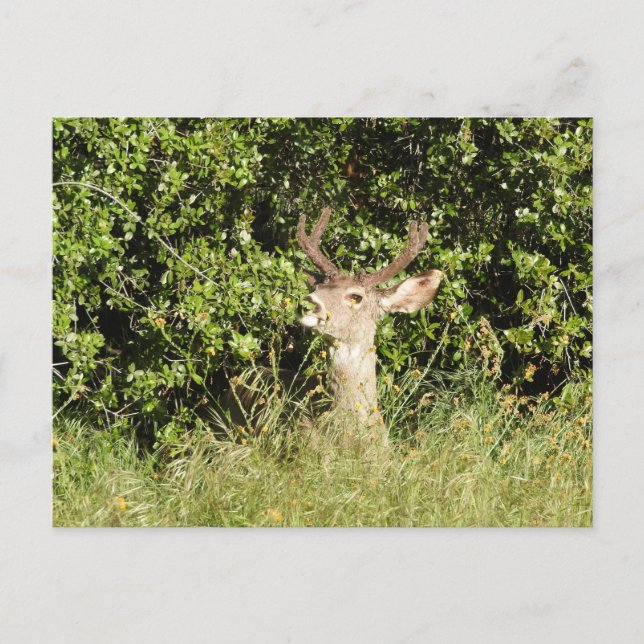 Deer, buck, wildlife, postcard (Front)
