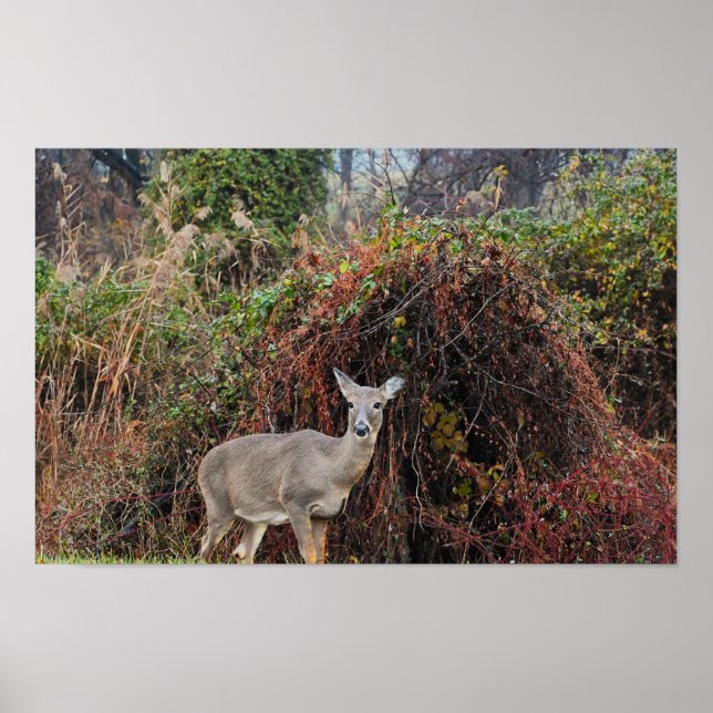 Deer by Bush Photo Poster (Front)