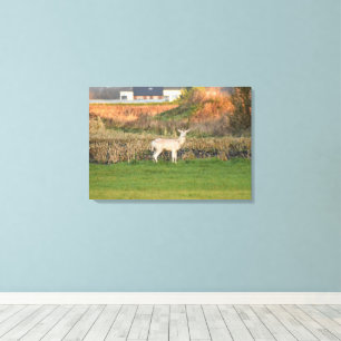 Deer  canvas print