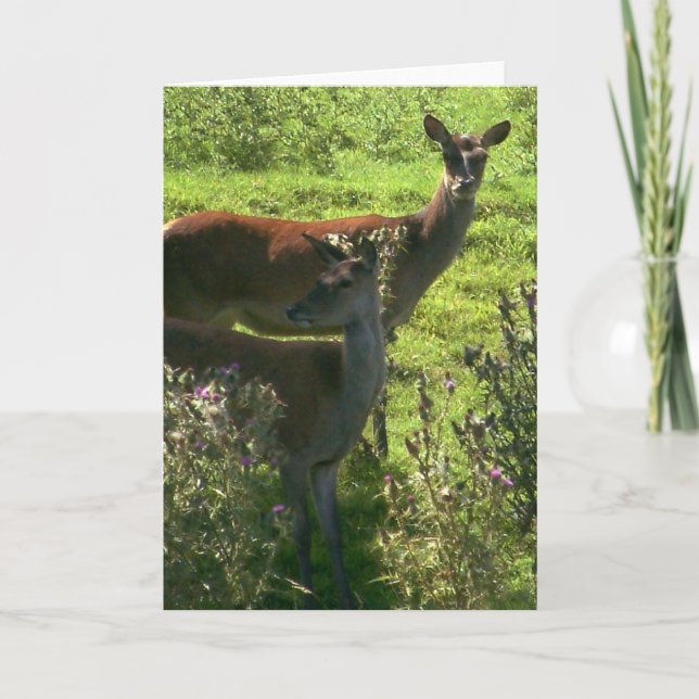 Deer | card (Front)