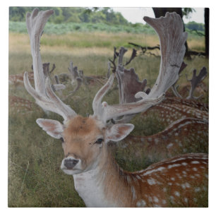 Deer ceramic tile