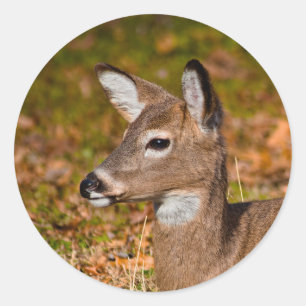 Deer Classic Round Sticker
