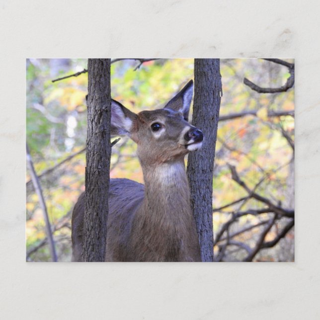 Deer Close-Up Postcard (Front)
