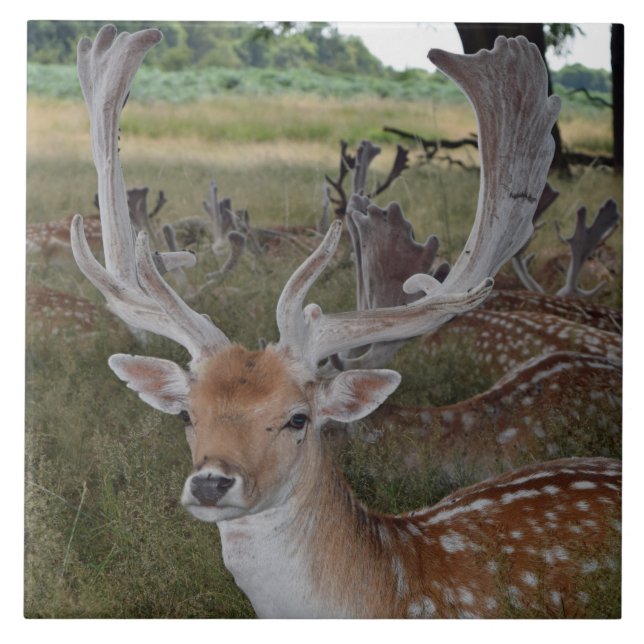Deer close up view ceramic tile (Front)
