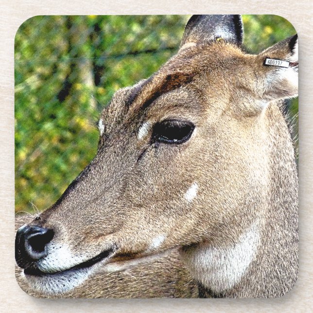 DEER COASTER (Front)