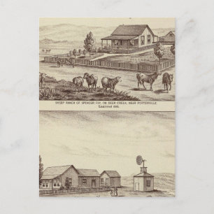Deer Creek sheep ranches Postcard
