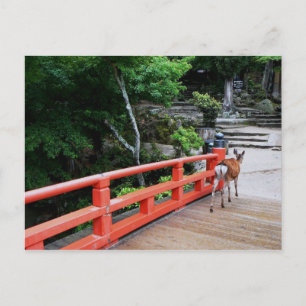 Deer crossing Japanese bridge Postcard