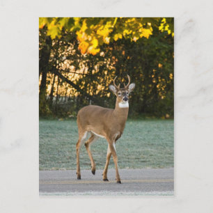 Deer Crossing Postcard