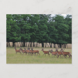 Deer crossing postcard