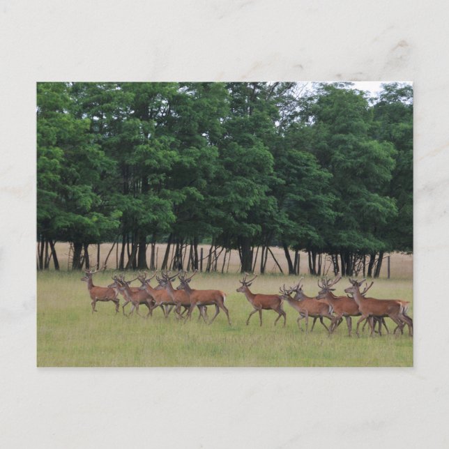Deer crossing postcard (Front)