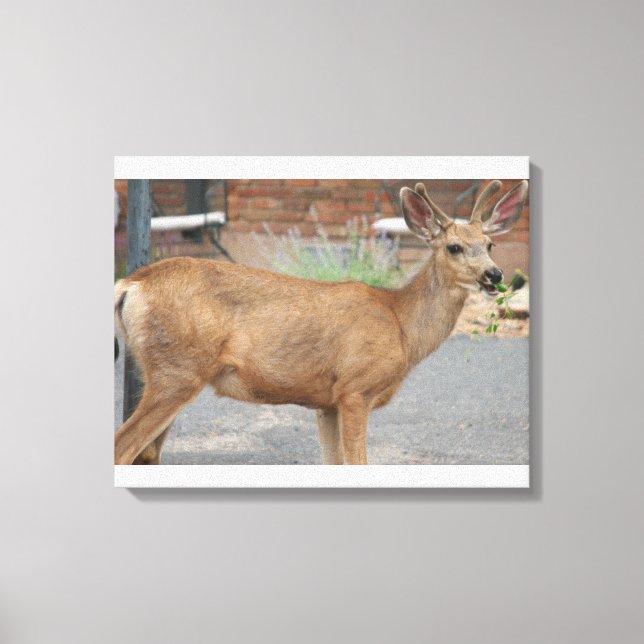 Deer Eating Canvas Print (Front)