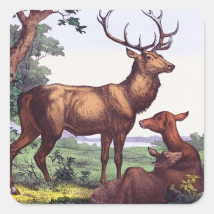 Deer Family Vintage Square Sticker