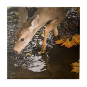 Deer Fawn in a Creek Tile